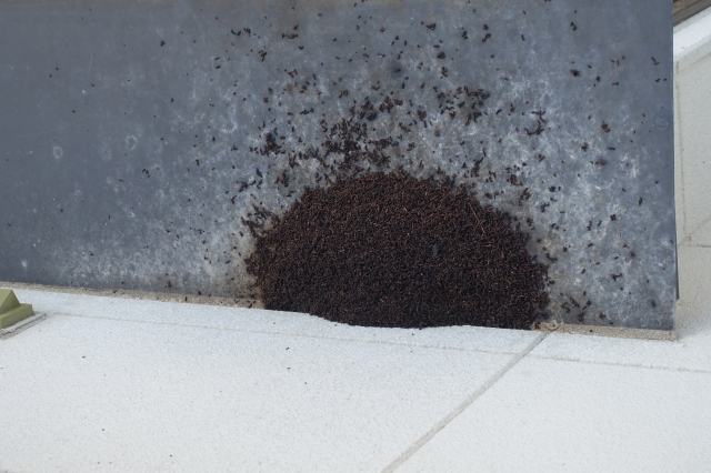 コウモリにご注意 さいとうけんちく 松本市 安曇野市 塩尻市で新築 リフォームを一生懸命工事中です