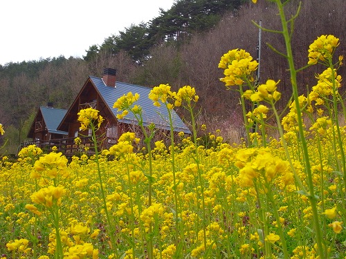 2010春：菜の花