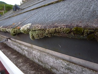 苔のはえた屋根